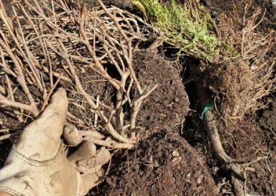 closeup of Nexterra Inc's grinded nursery green waste