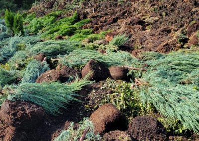 Nexterra Inc's grinded nursery green waste